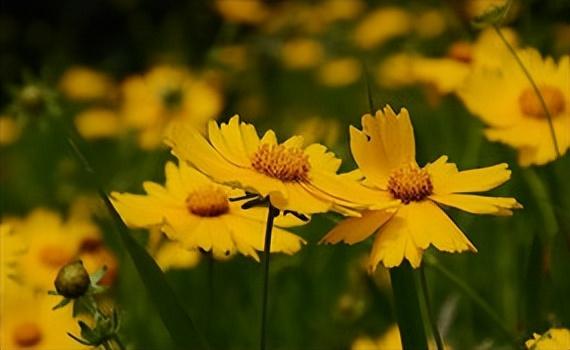 敢把锦诗妙入神，一睹菊花霸气（5首优美菊花古诗）