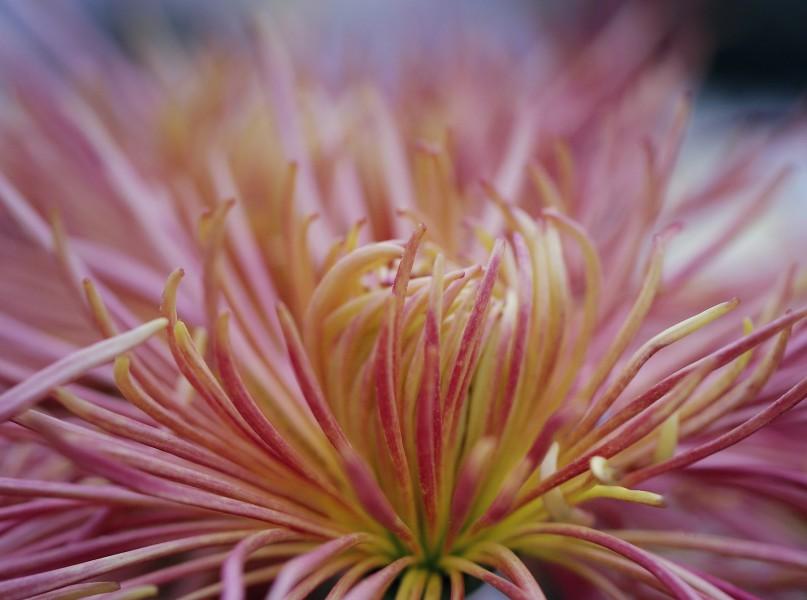 敢把锦诗妙入神，一睹菊花霸气（5首优美菊花古诗）