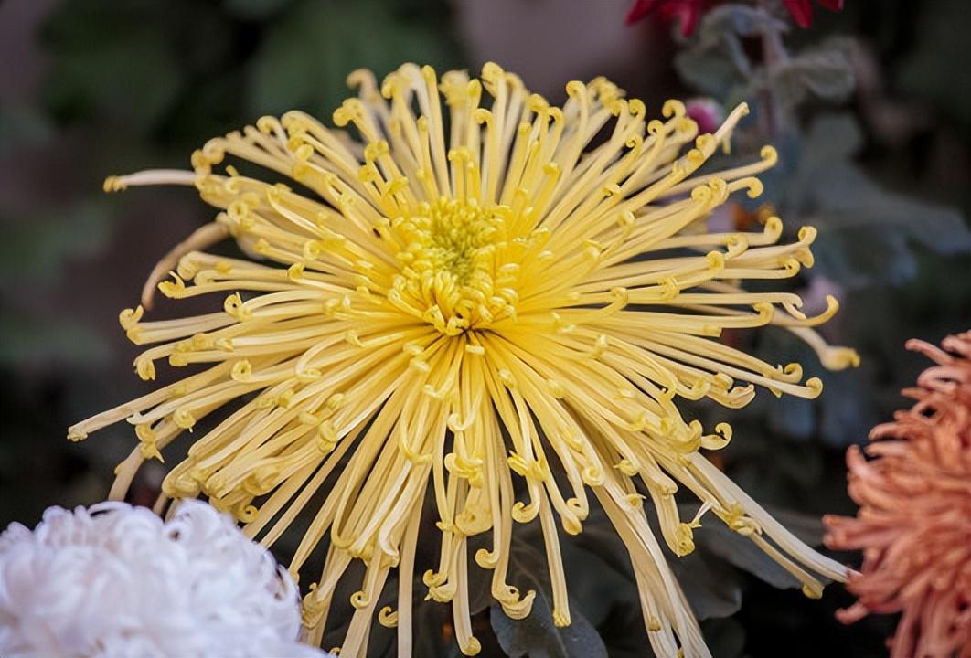 敢把锦诗妙入神，一睹菊花霸气（5首优美菊花古诗）