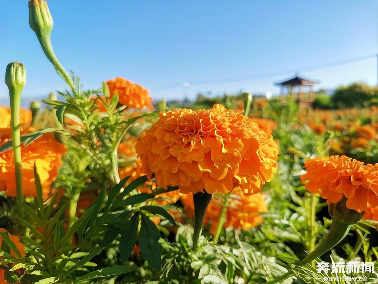 敢把锦诗妙入神，一睹菊花霸气（5首优美菊花古诗）