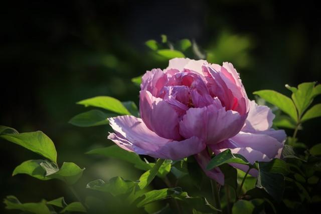 敢把锦诗妙入神，一睹菊花霸气（5首优美菊花古诗）