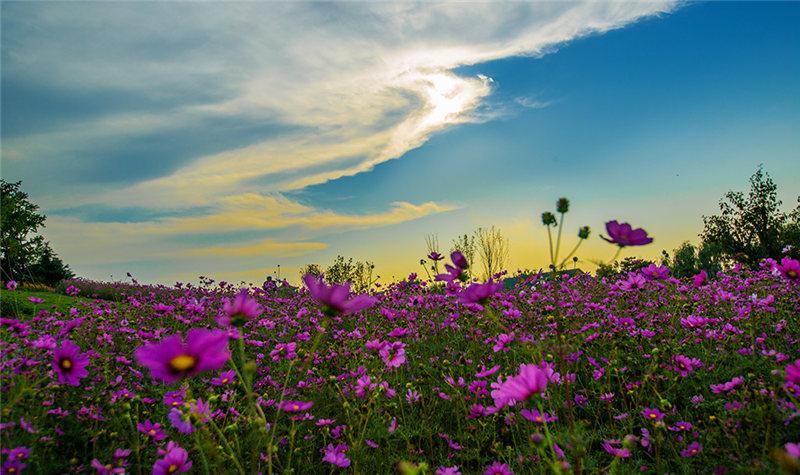 敢把锦诗妙入神，一睹菊花霸气（5首优美菊花古诗）