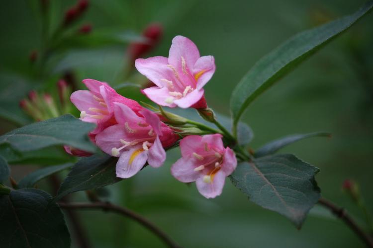 以花为内容的作文（《写花》）