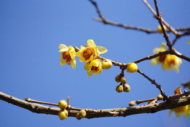 描写腊梅的作文300字左右（《TheFragrantWinterPlumBlossom》）