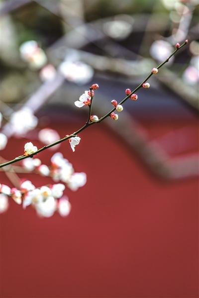 立春适合发朋友圈的唯美说说句子,句句经典（春风十里，立春啦！）