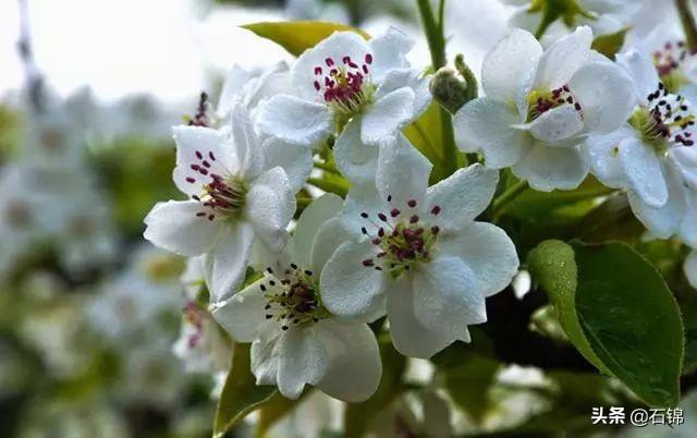 梨花经典诗词有哪些（八首梨花诗词绝美）