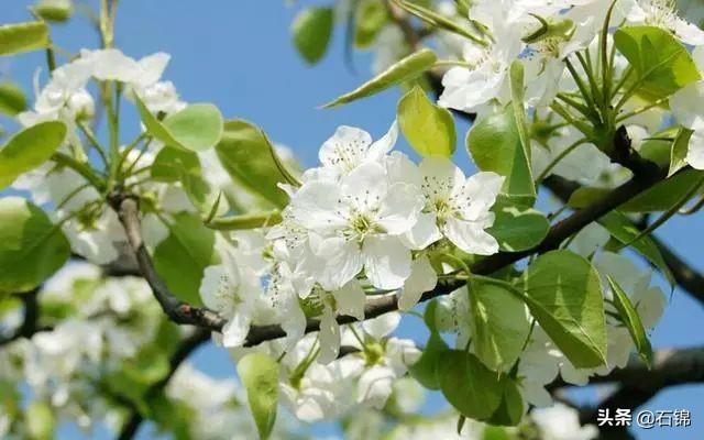 梨花经典诗词有哪些（八首梨花诗词绝美）