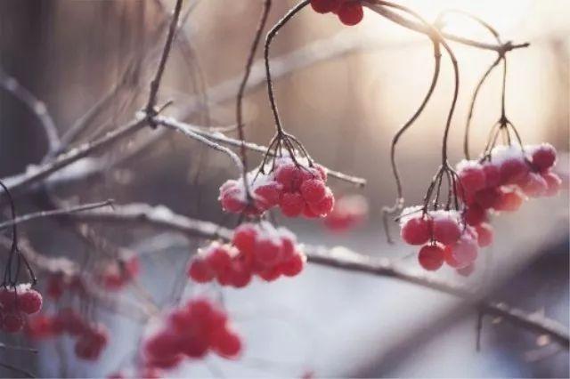 写雪优美诗词有哪些（十首唯美写雪诗词）