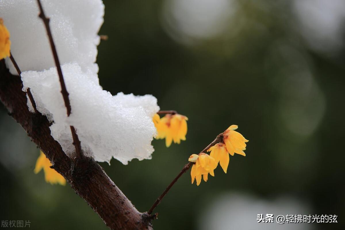 乱雪扑簌簌，流年静悄悄（七首清雅大雪诗词）