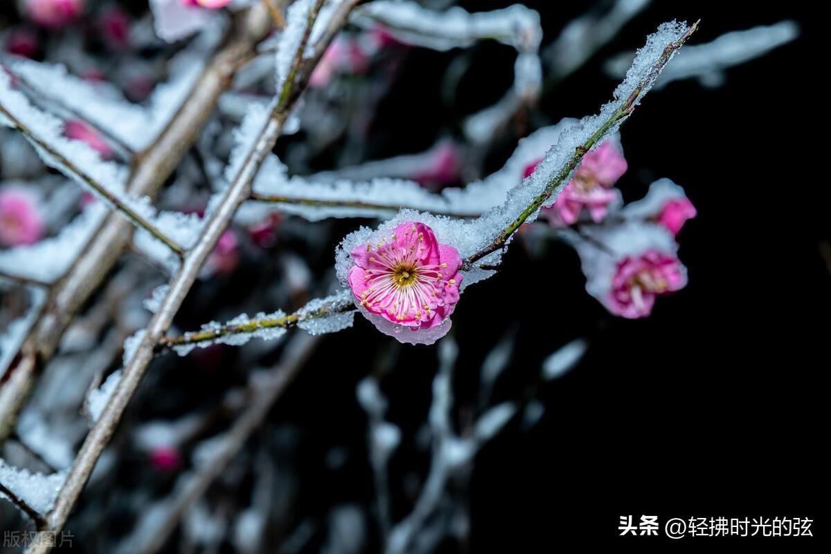 乱雪扑簌簌，流年静悄悄（七首清雅大雪诗词）