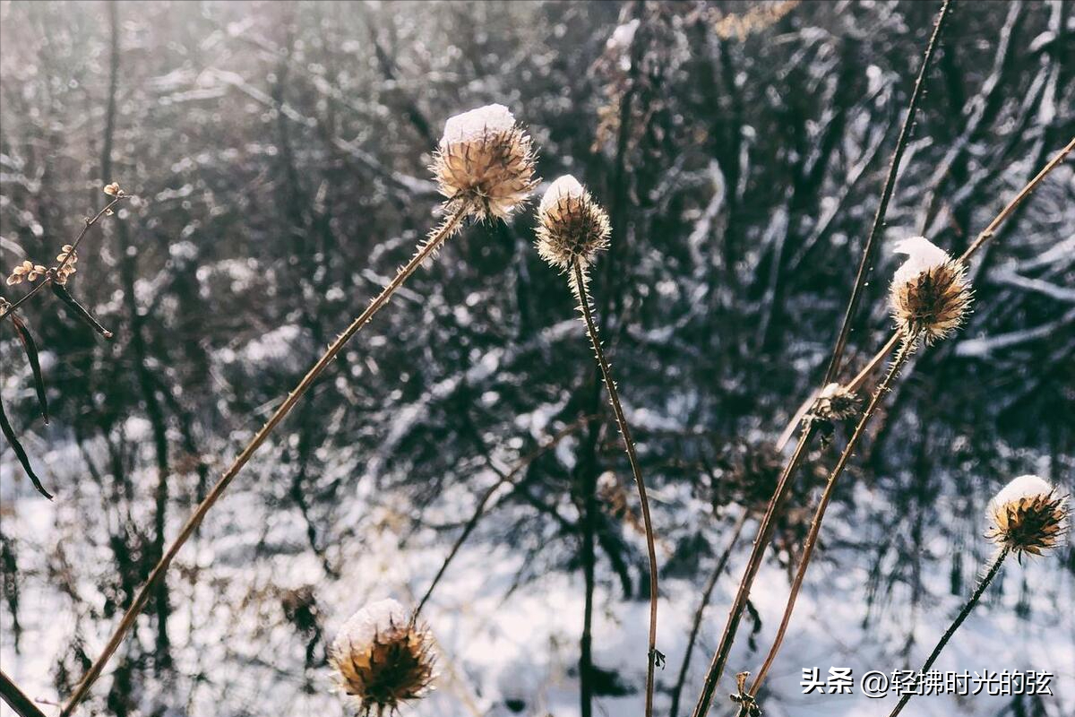 乱雪扑簌簌，流年静悄悄（七首清雅大雪诗词）