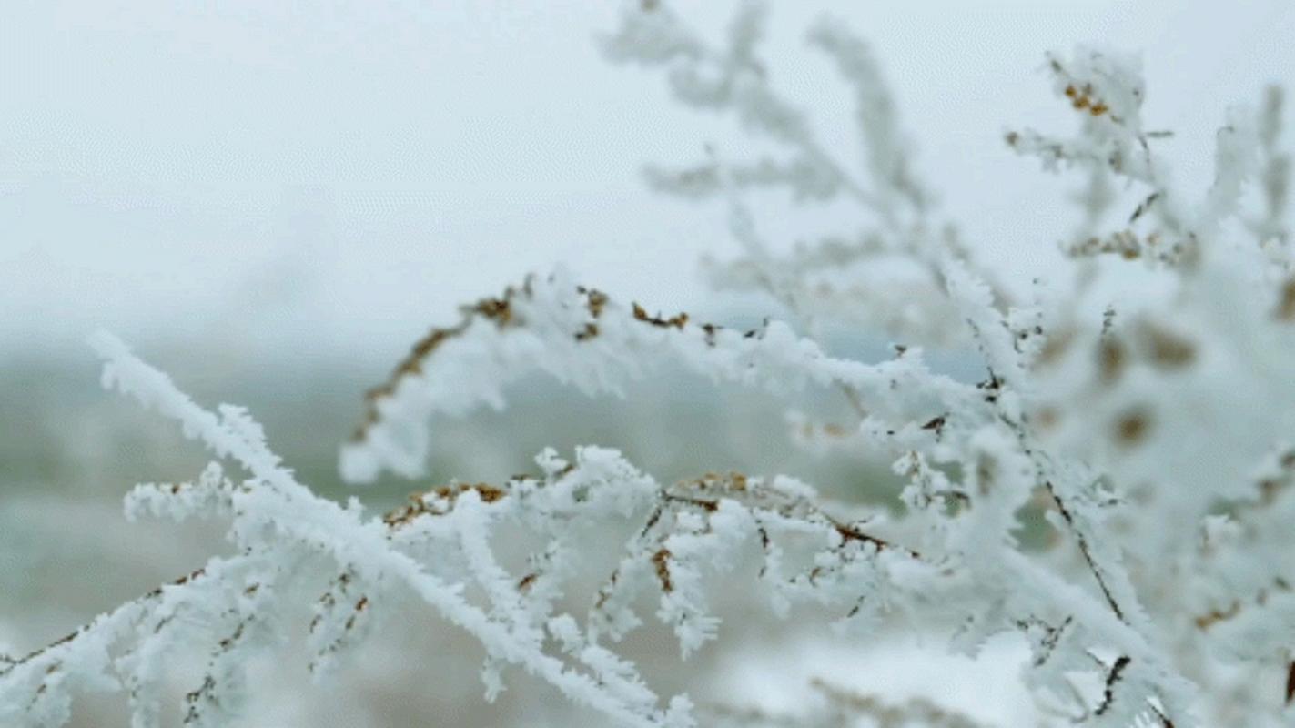 有关冬天下雪的句子唯美的好句子简短（冬日飘雪——一场梦幻般的盛宴）