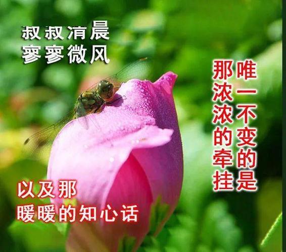 天气降温问候顾客短语（冬日飘渺，温暖问候，冷意袭人）