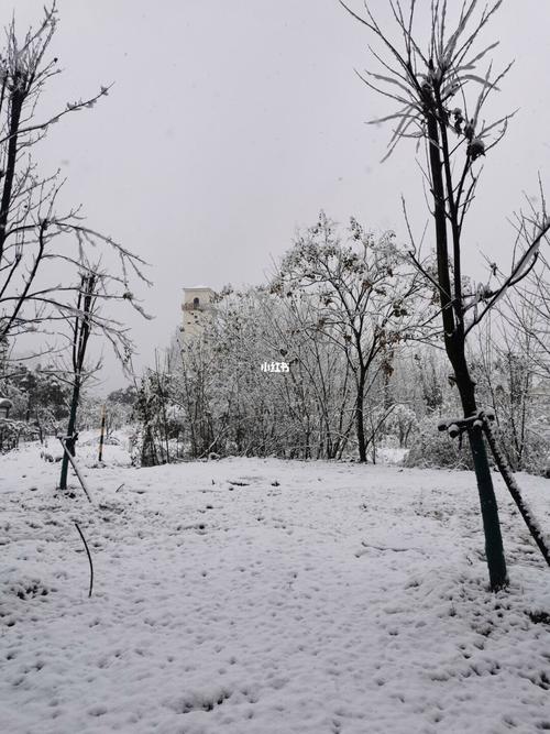 有关冬天第一场雪说说的好句摘抄（冬日初雪-一场绚烂的飞舞盛宴）