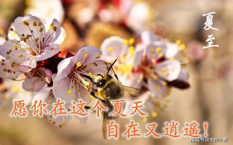 夏至祝福语简短2019（夏至清新，祝福无限）