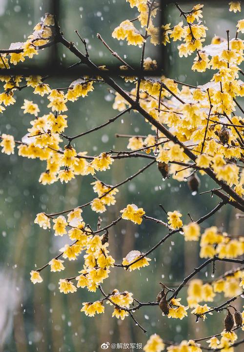 大雪的节气送祝福问候语（大雪暖心祝福：百年好合）