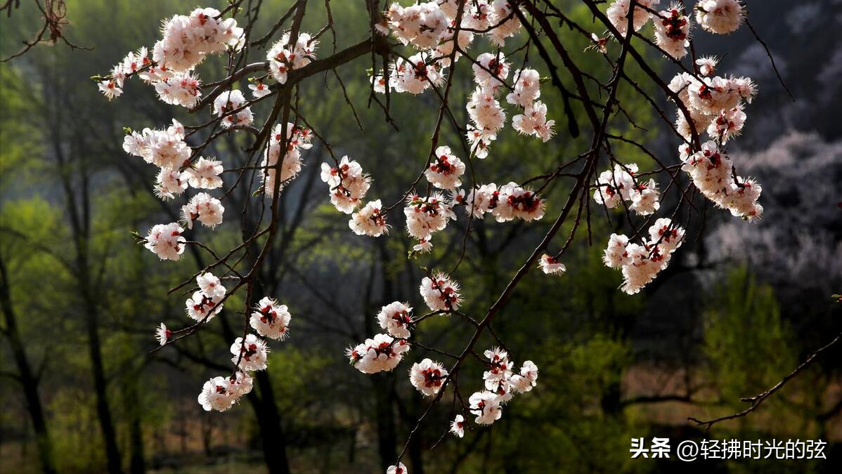 韦庄经典诗词九首分享（杏花吹满头，陌上少年游）