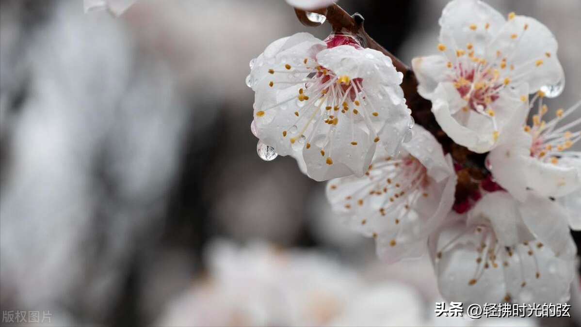 韦庄经典诗词九首分享（杏花吹满头，陌上少年游）