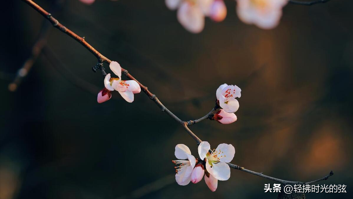 韦庄经典诗词九首分享（杏花吹满头，陌上少年游）