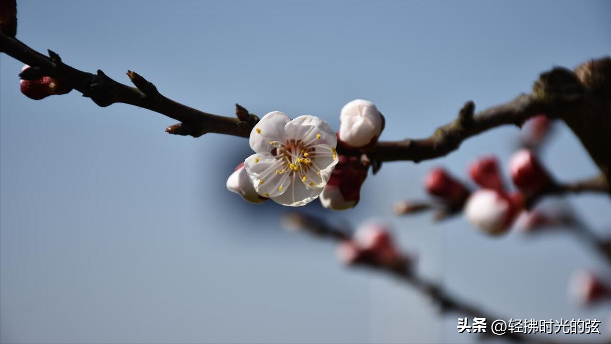 韦庄经典诗词九首分享（杏花吹满头，陌上少年游）