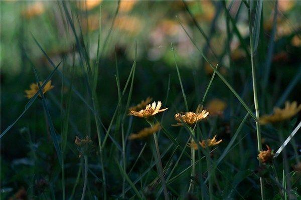 关于草的短句子大全（探寻草的秘密）