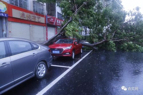 有关表达台风来袭的说说的好句子（狂风暴雨中的美）