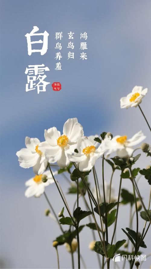 白露节气的祝福语（白露节气暖心祝福句子）