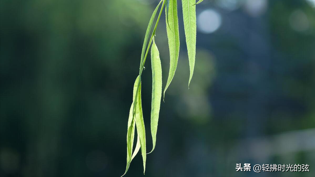 浣溪沙经典诗词集锦，十首经典《浣溪沙》