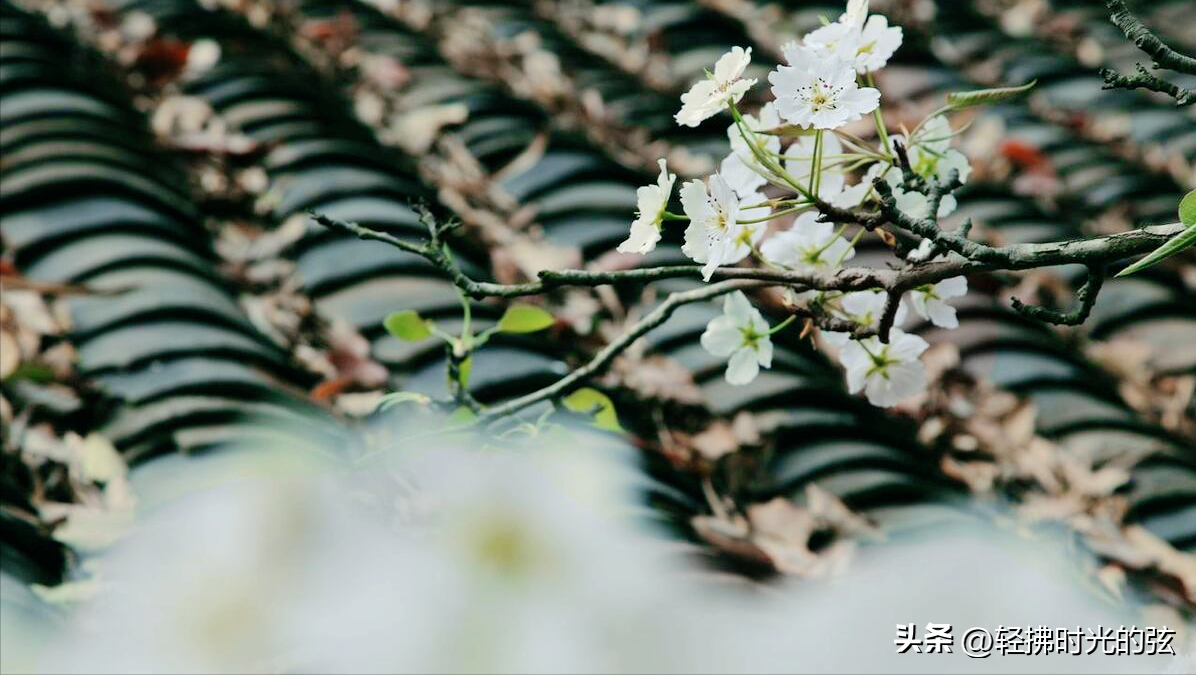 跟着梨花香，岁月的静寂时光（六首梨花诗词优美）