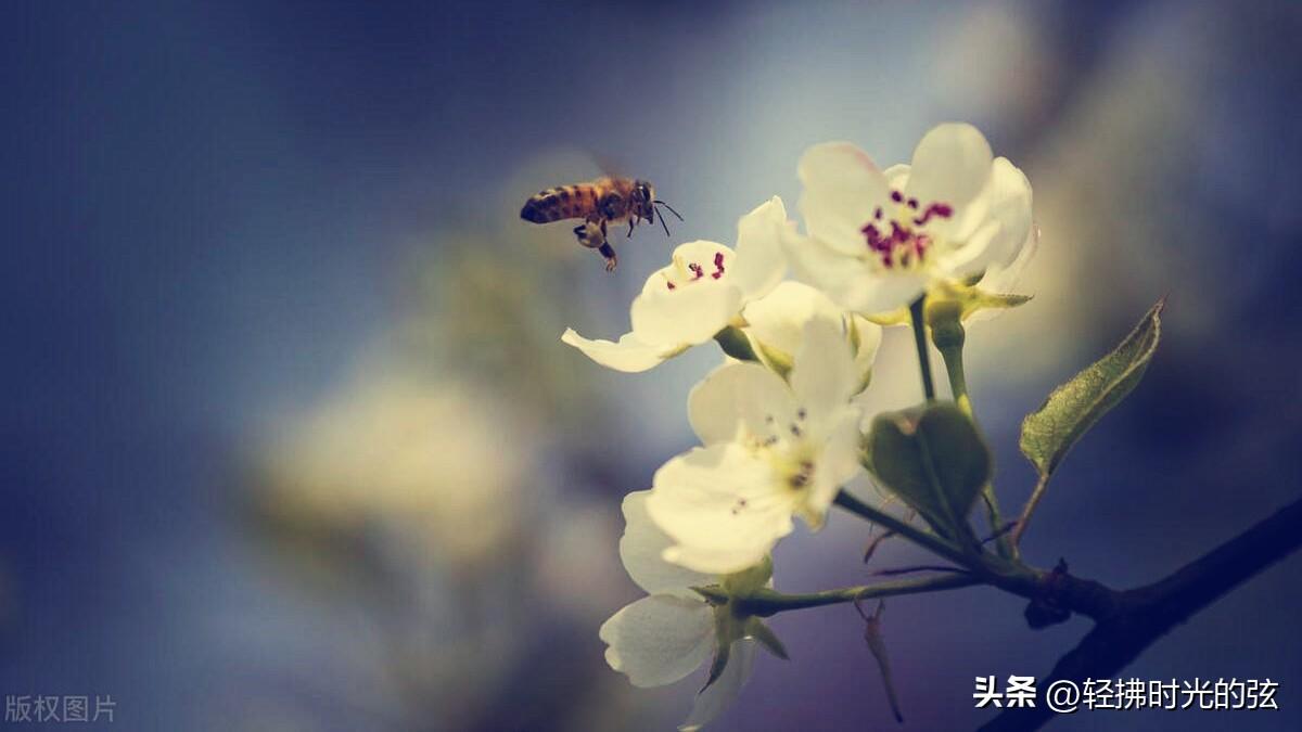 跟着梨花香，岁月的静寂时光（六首梨花诗词优美）