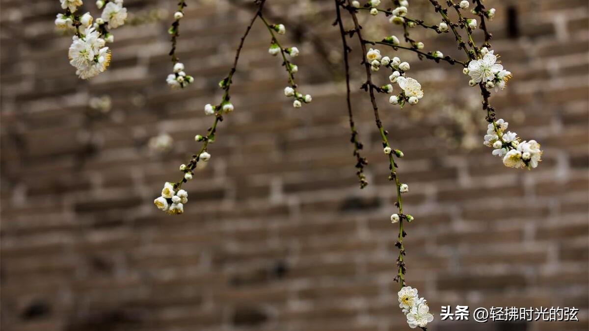 跟着梨花香，岁月的静寂时光（六首梨花诗词优美）