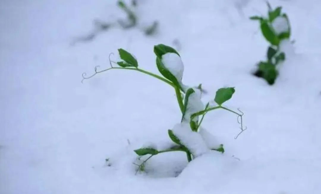 宋代词人邓肃的十首诗词（窗间疏影横春瘦，枕上冷香寻梦幽）