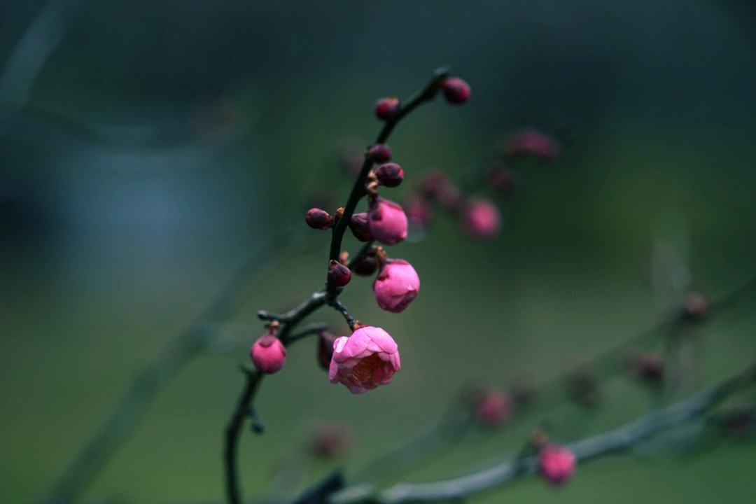 不知近水花先发，疑是经冬雪未销（九首经典的早梅诗词）