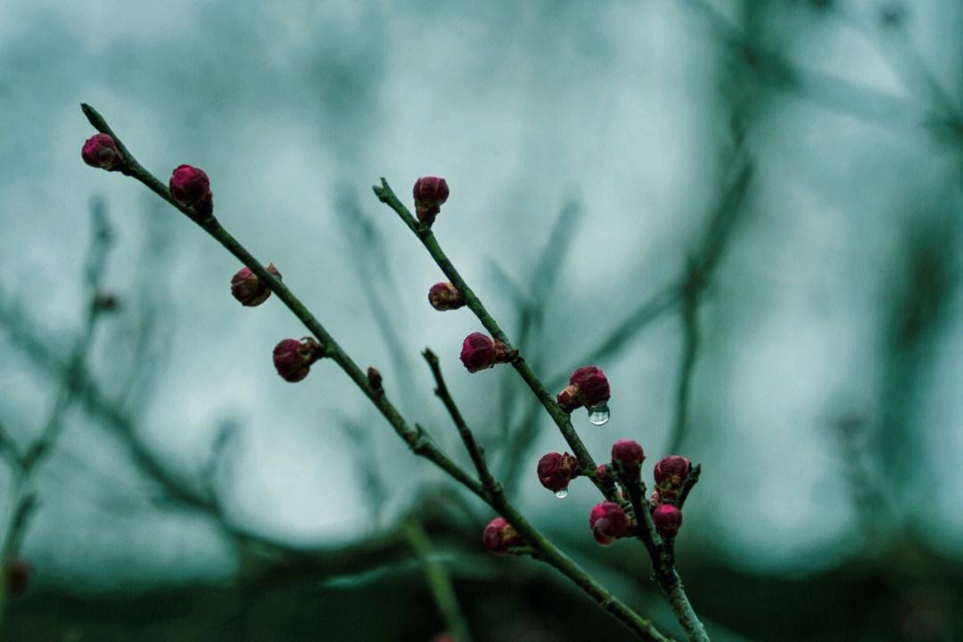 不知近水花先发，疑是经冬雪未销（九首经典的早梅诗词）