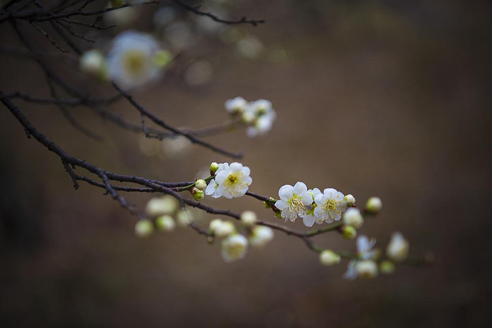 不知近水花先发，疑是经冬雪未销（九首经典的早梅诗词）