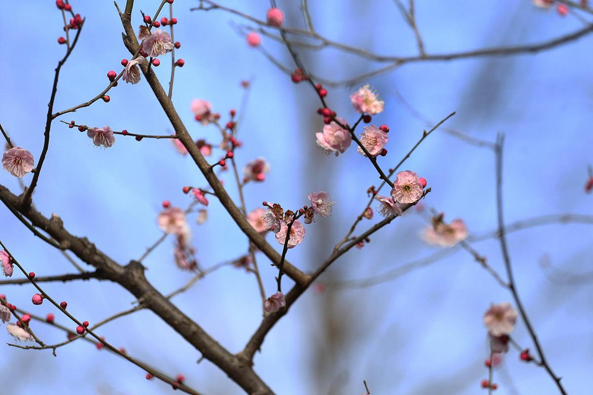 不知近水花先发，疑是经冬雪未销（九首经典的早梅诗词）