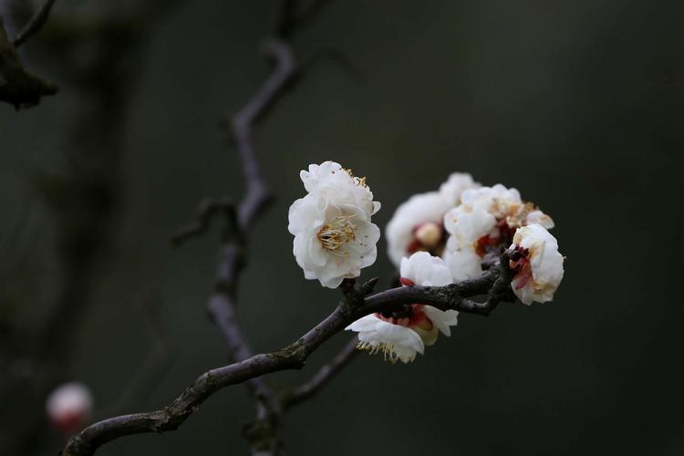 不知近水花先发，疑是经冬雪未销（九首经典的早梅诗词）