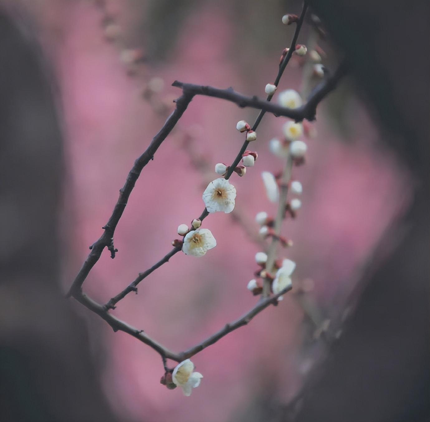 张弘范的十首诗词著名（半竿残月暮，十里晚风香）