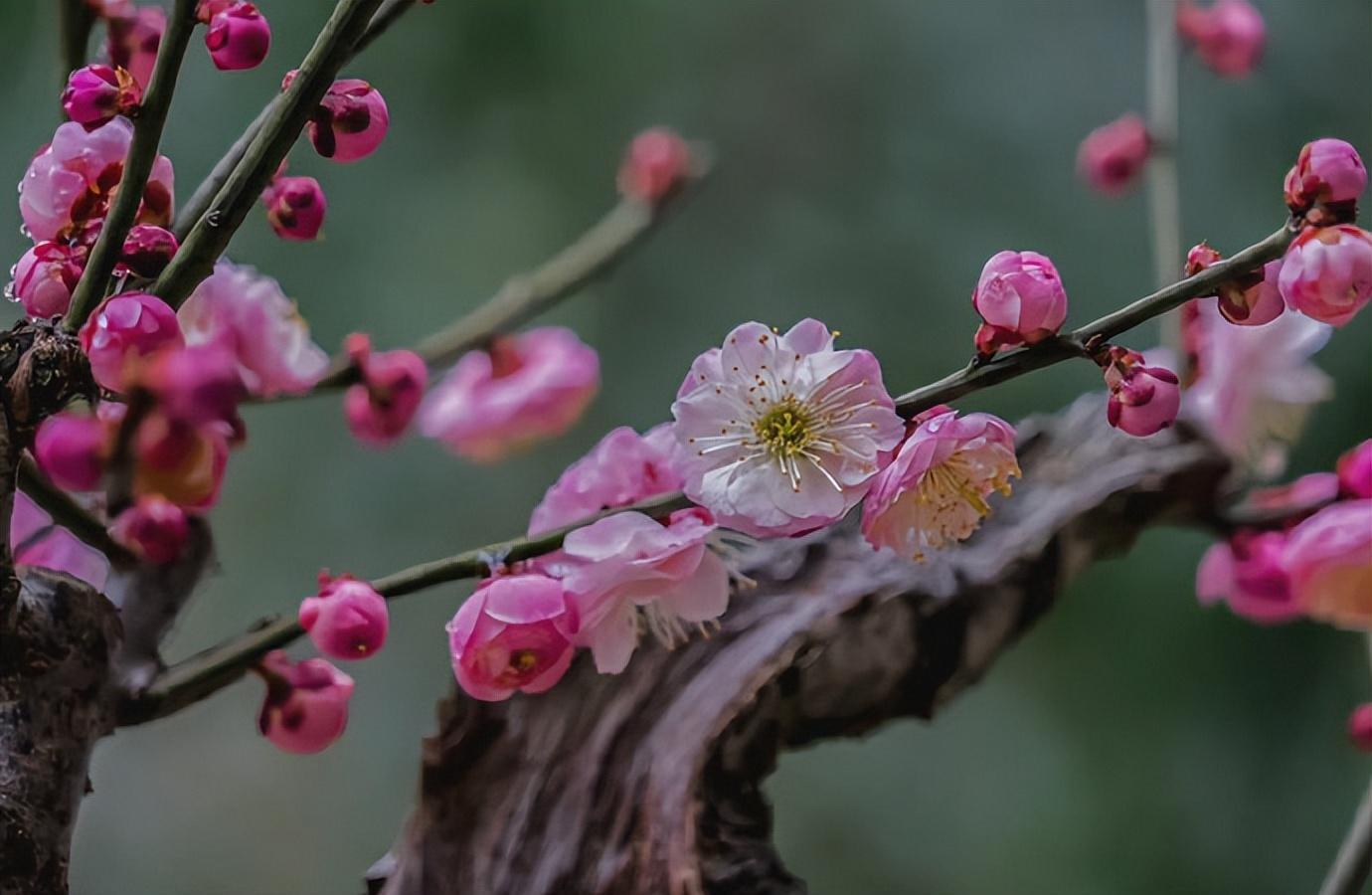 张弘范的十首诗词著名（半竿残月暮，十里晚风香）