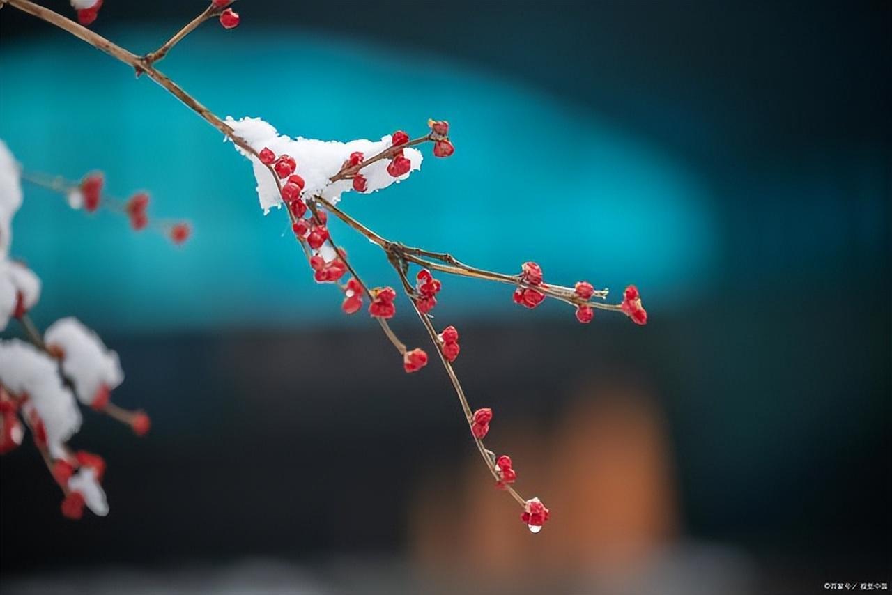 风飘细雪落如米，索索萧萧芦苇间（十首关于细雪的诗词）