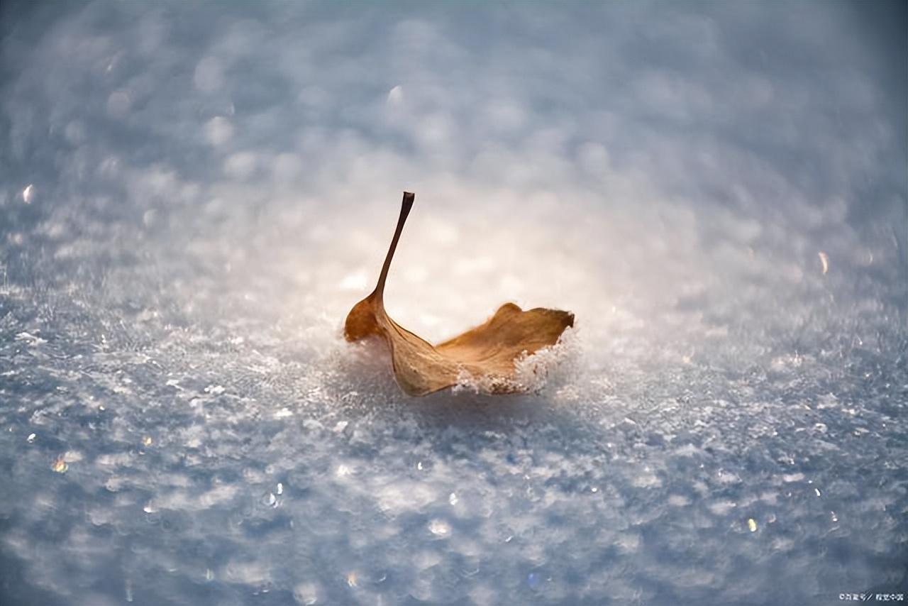 风飘细雪落如米，索索萧萧芦苇间（十首关于细雪的诗词）