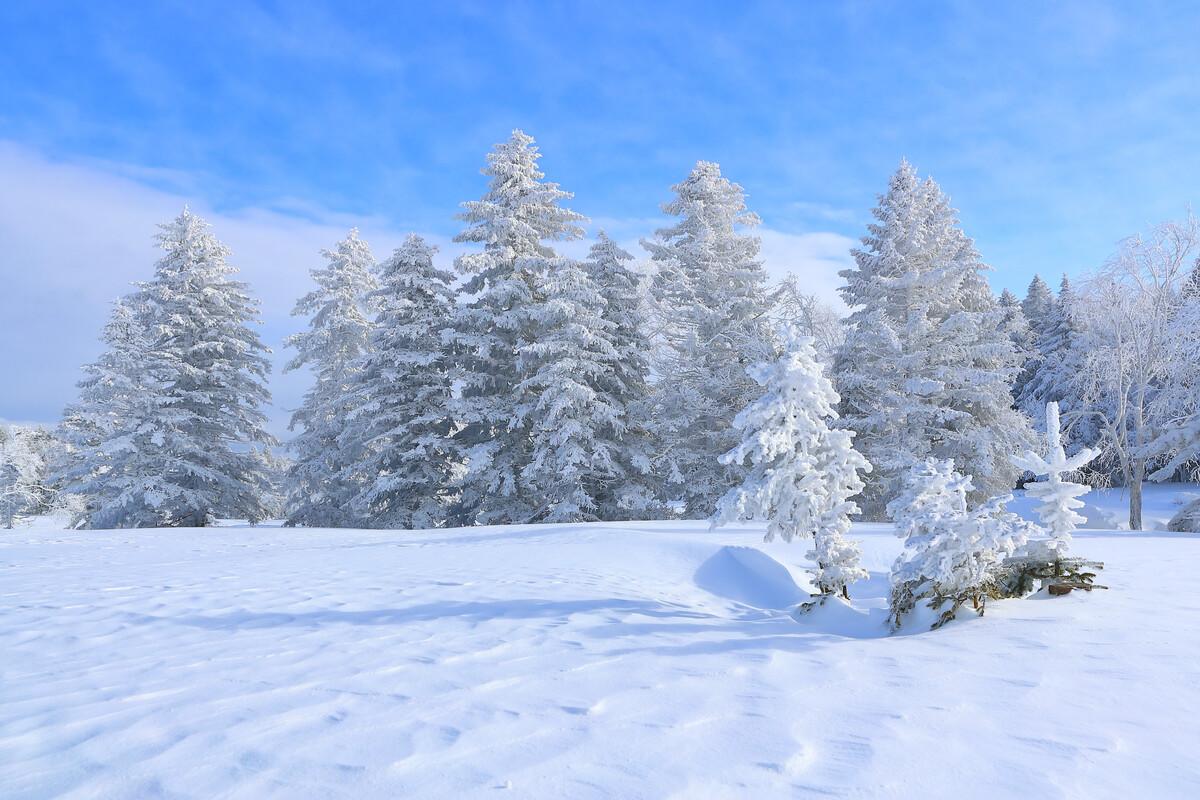 关于观雪的十五首诗词（不见旧时苍翠色，换将粉墨作新图）