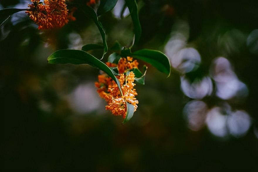 袁杼的十首诗词经典（芦花几朵明如雪，吹在横桥曲涧中）