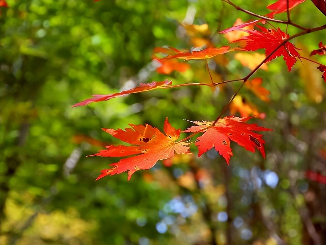 深秋时节，霜深露重（十首经典枫叶诗词）