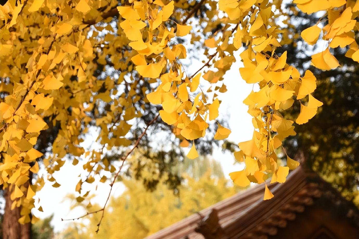 庄德芬的十首唯美诗词（志学抱坚心，宁为境所易）