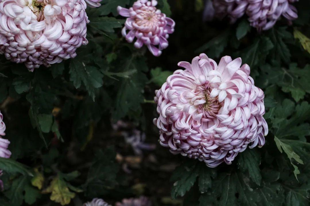 菊花古诗名句好词（一片清霜下，菊花卓然开）