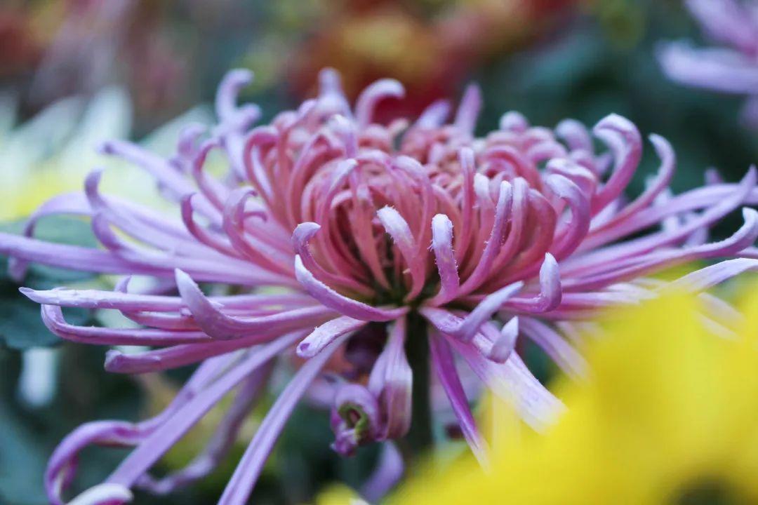 菊花古诗名句好词（一片清霜下，菊花卓然开）