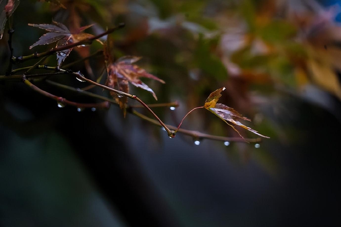 文学家姚范的十首诗词（山田水满秧针出，一路斜阳听鹧鸪）