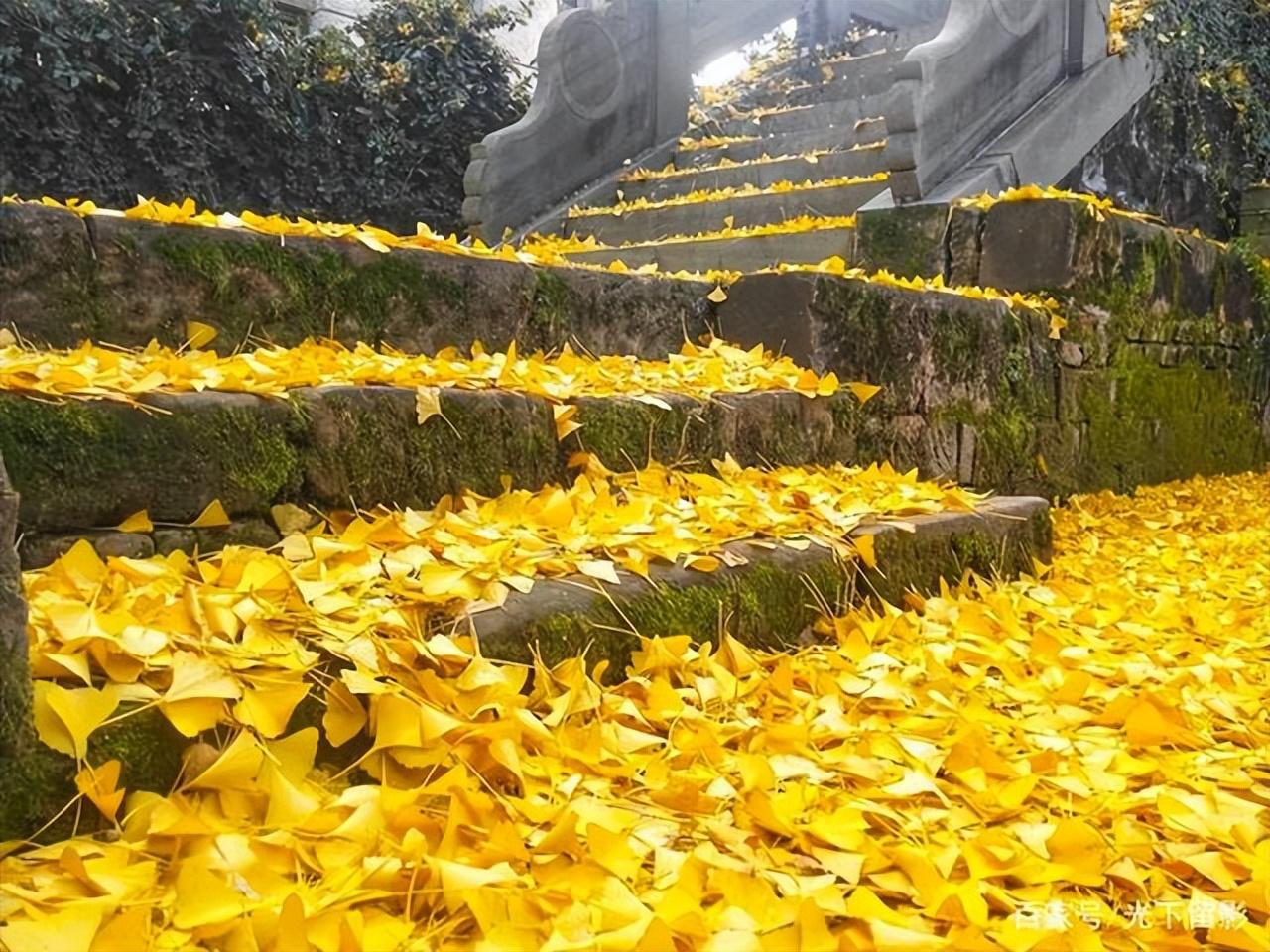 无端木叶萧萧下，更与愁人作雨声（推荐十五首唯美的落叶诗词）