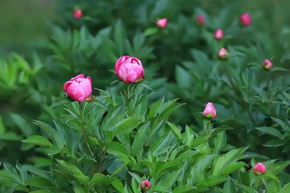 秦观的八首七绝经典古诗（有情芍药含春泪，无力蔷薇卧晓枝）